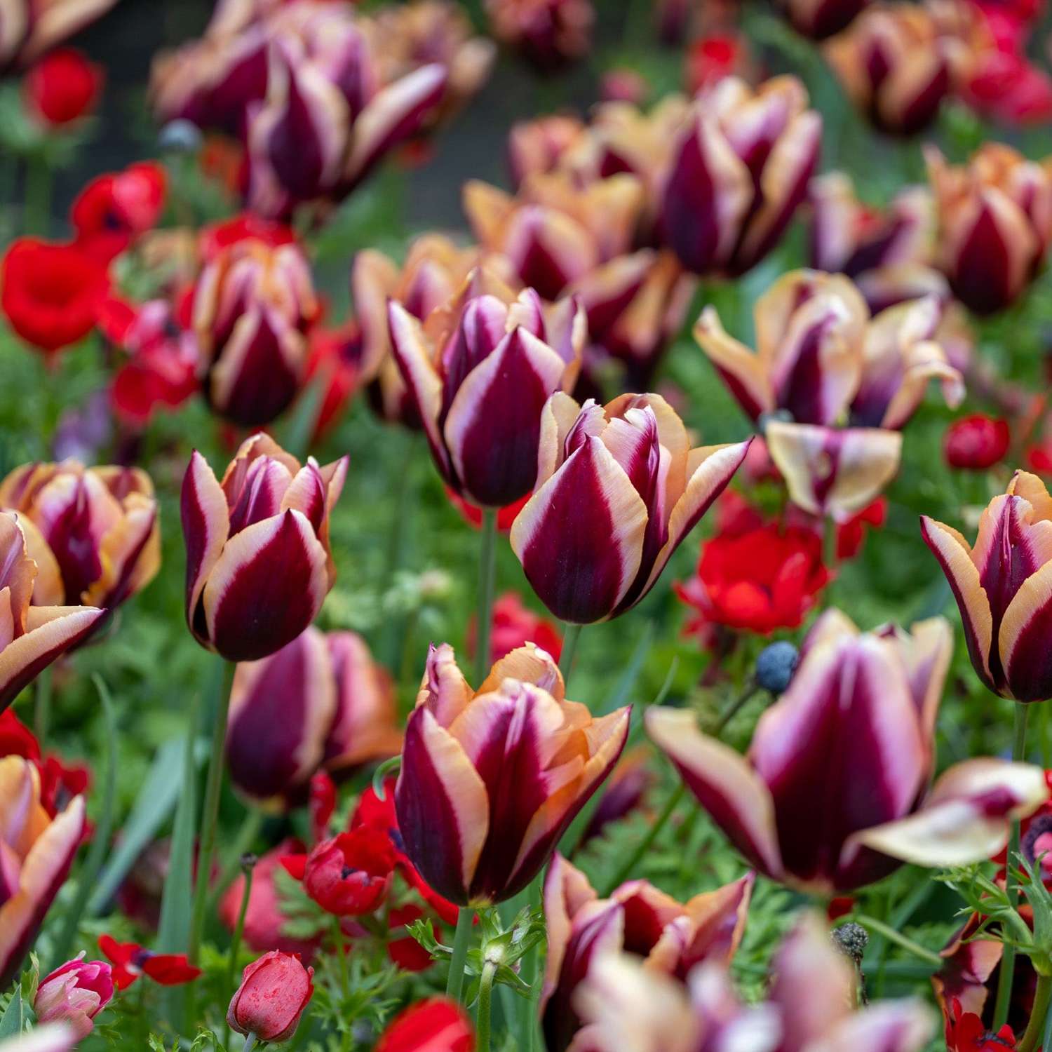 Tulipe 'Slawa'